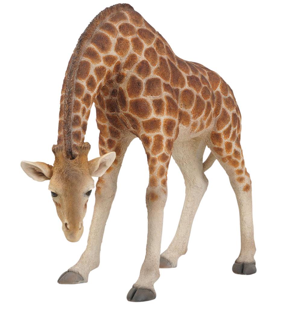 Real Life Stooping Giraffe